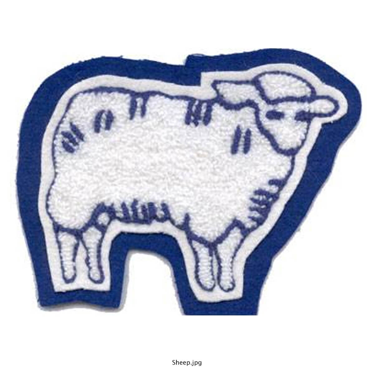 FFA Sheep